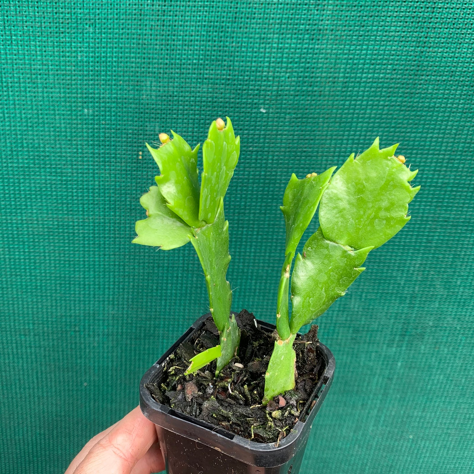 Zygocactus Lavender Lady