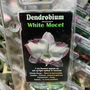 Orchid - Dendrobium ‘White Mocet’
