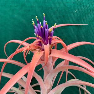 Tillandsia - NOID ‘APD014’