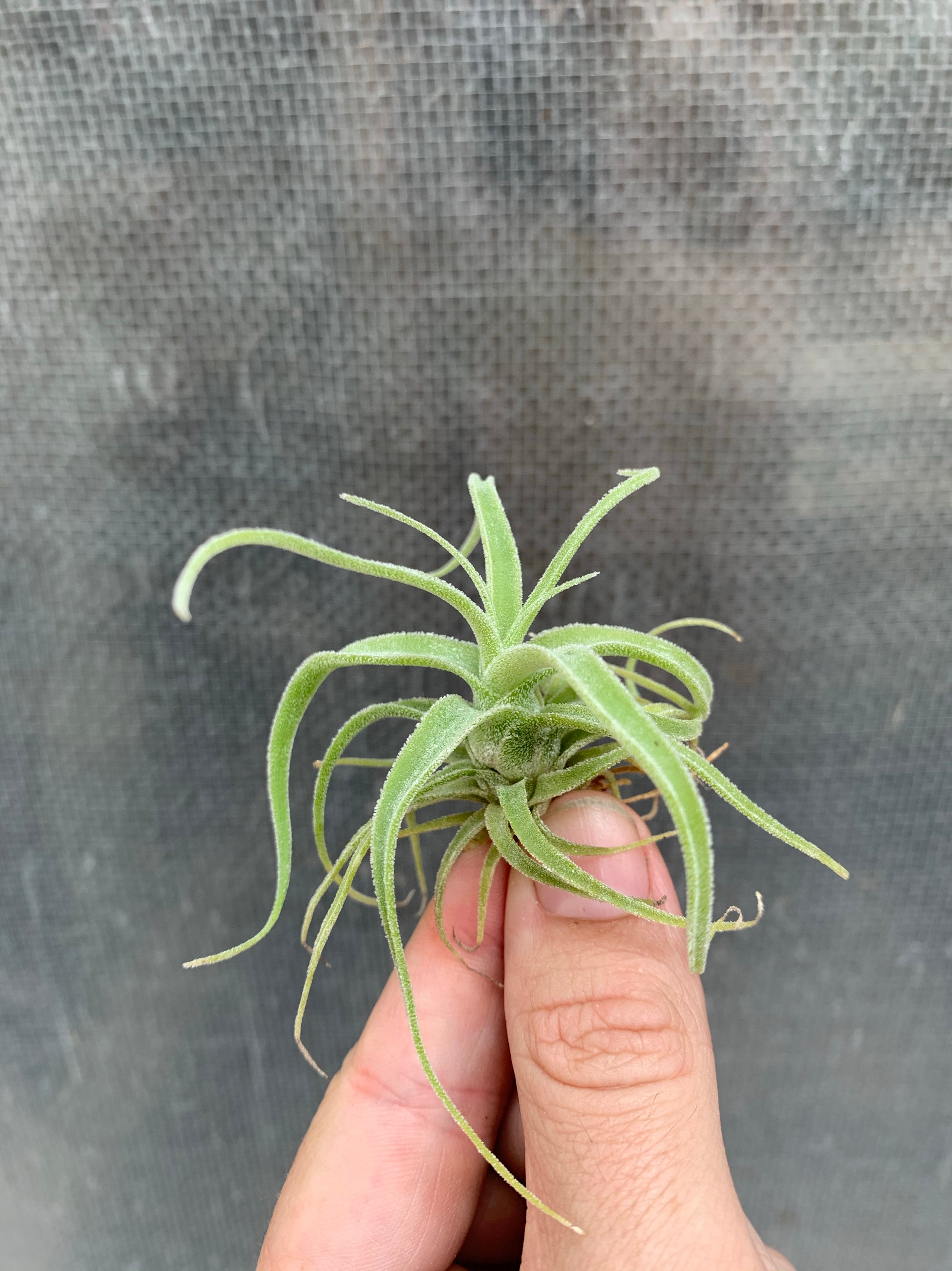 Tillandsia - diguetii