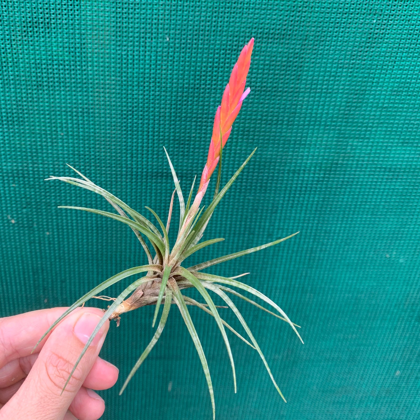 Tillandsia - dura