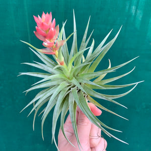 Tillandsia - stricta 'Bak' ex. CC