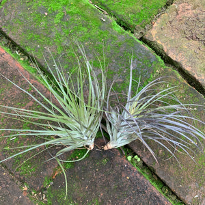 Tillandsia - stricta 'Red'