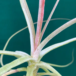 Tillandsia - schiedeana (Wholesale)