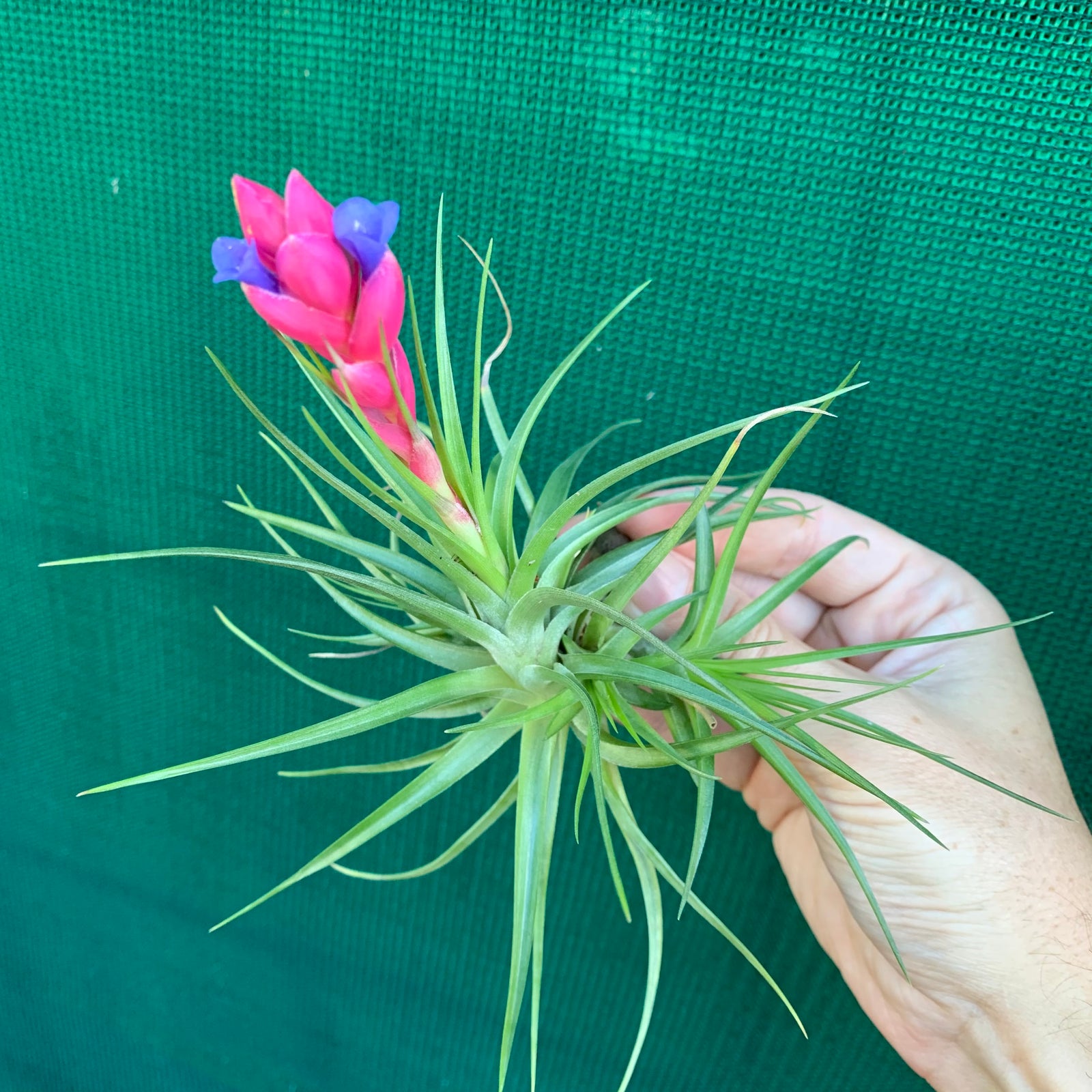 Tillandsia - Holm’s Azurite