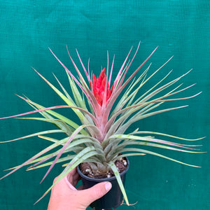 Tillandsia - Hal’s Nidus