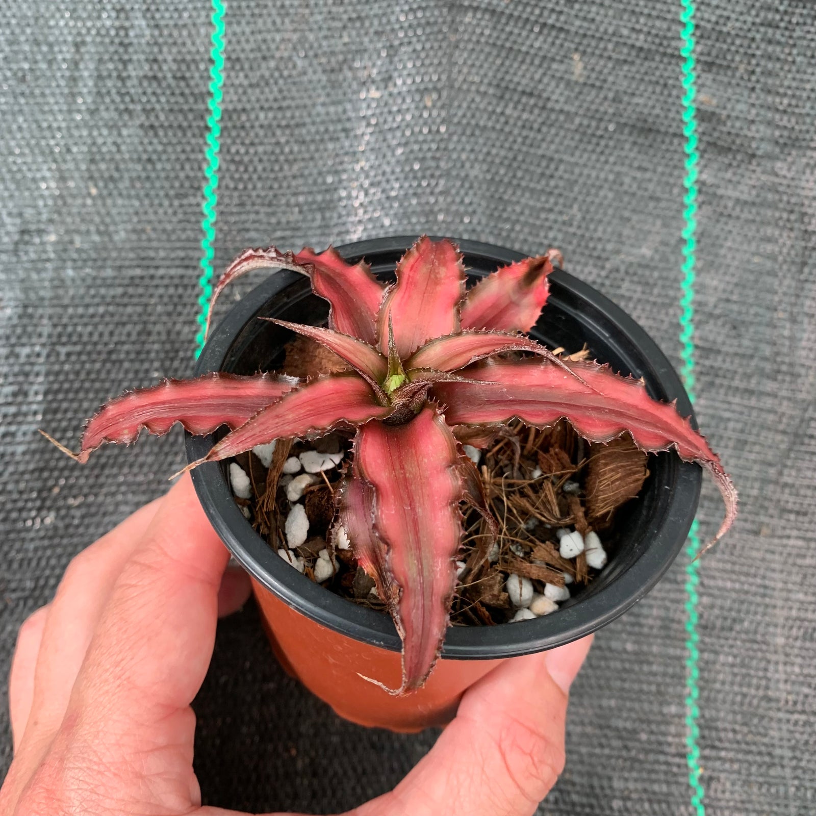 Cryptanthus - Corrine