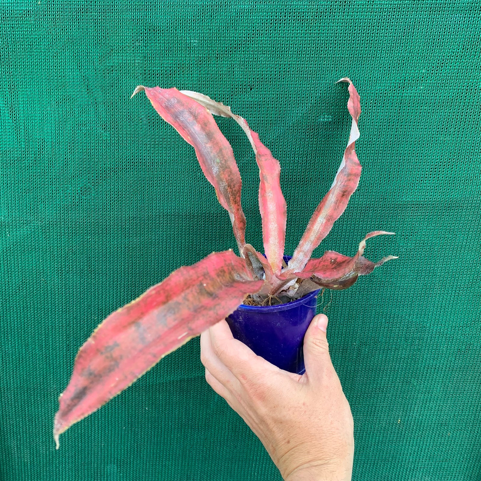 Cryptanthus - Carnival de Rio