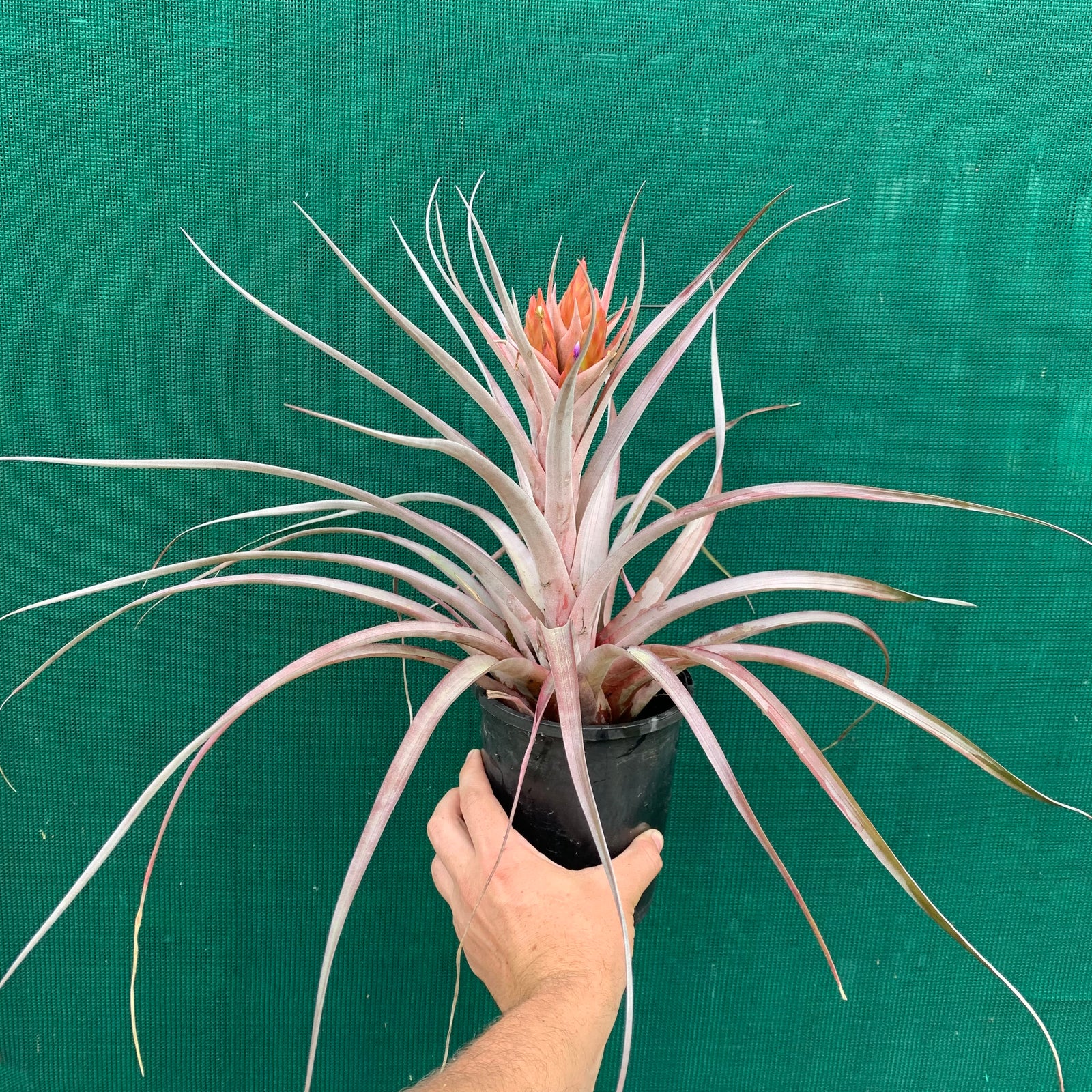 Tillandsia - Nellie Rose