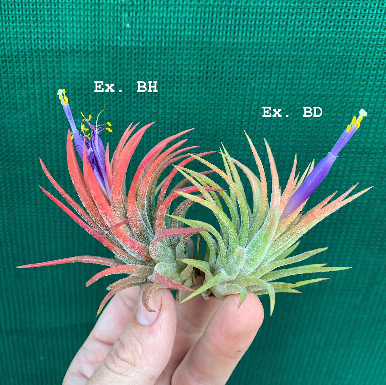 ブロメリア・エアープランツ Tillandsia ionantha Orange T'S TROPICALS ブロメリア・エアープランツ Tillandsia ionantha Orange T'S