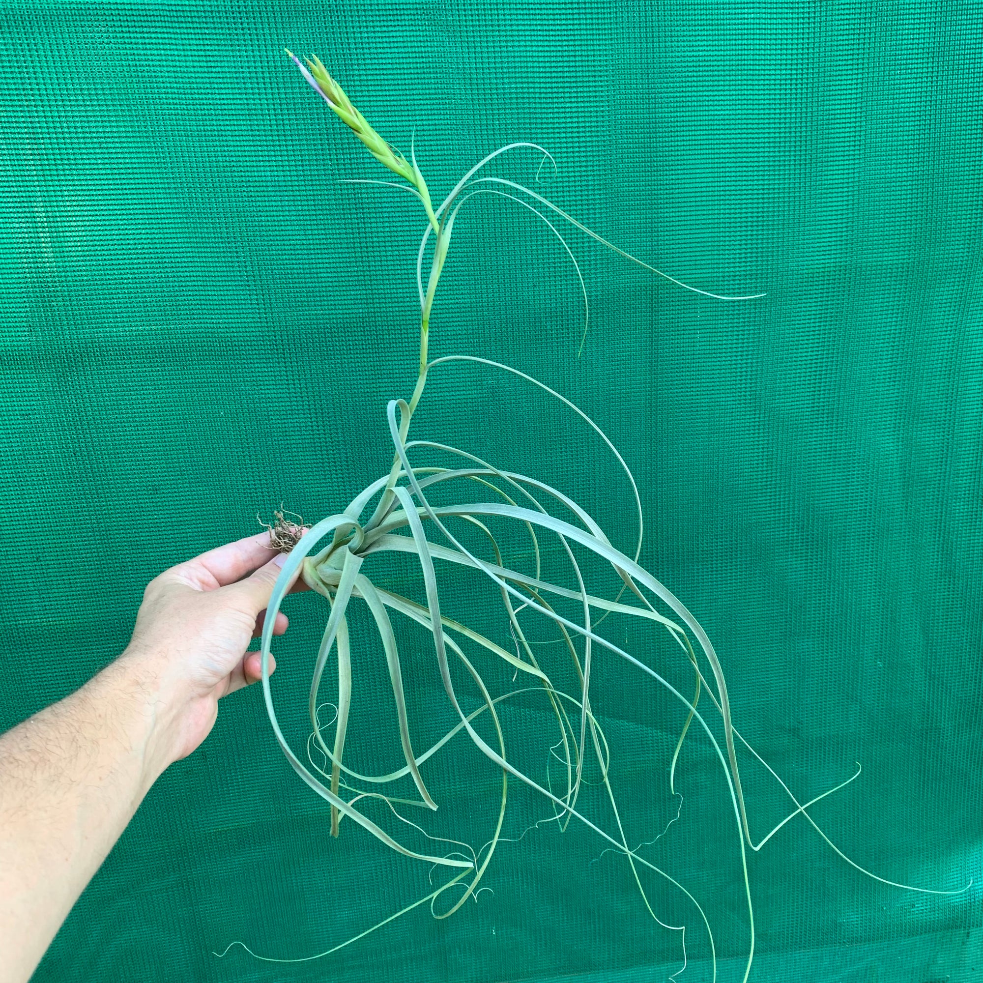 Tillandsia - balbisiana