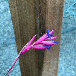 Tillandsia - aeranthos Small Purple ex. Germany