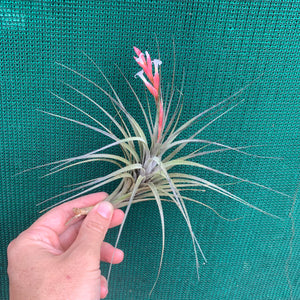 Tillandsia - tenuifolia 'Frosted Purple' ex. PT