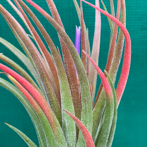 Tillandsia - seleriana x ionantha ex. NR