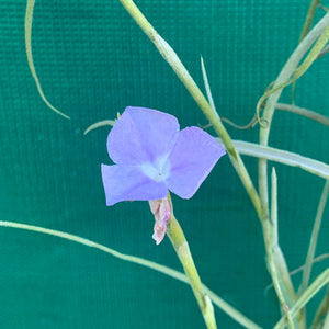 Tillandsia - streptocarpa ‘Giant Flower Seedling’ (Fragrant) NEW