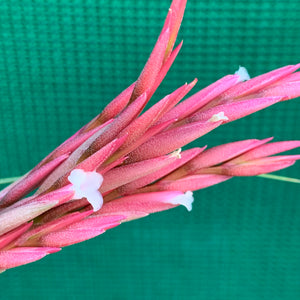 Tillandsia - Holm’s Verlesglo ex. PT