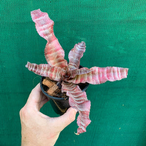 Cryptanthus - Melanie