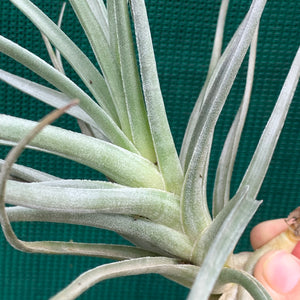 Tillandsia - Mystic Trumpet ‘Enigma’