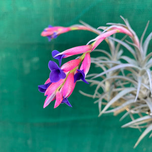 Tillandsia - Aeranthos ‘Recurved Leaf’ ex. FE