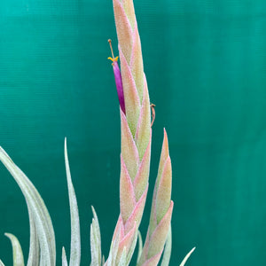 Tillandsia - mitlaensis (Wholesale)