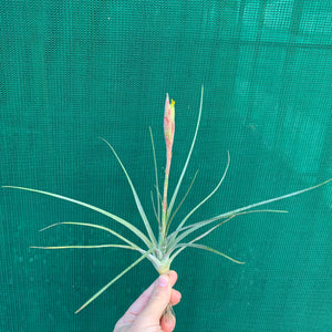 Tillandsia - chapalillaensis