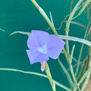 Tillandsia - streptocarpa ‘Giant Flower Seedling’ (Fragrant) NEW