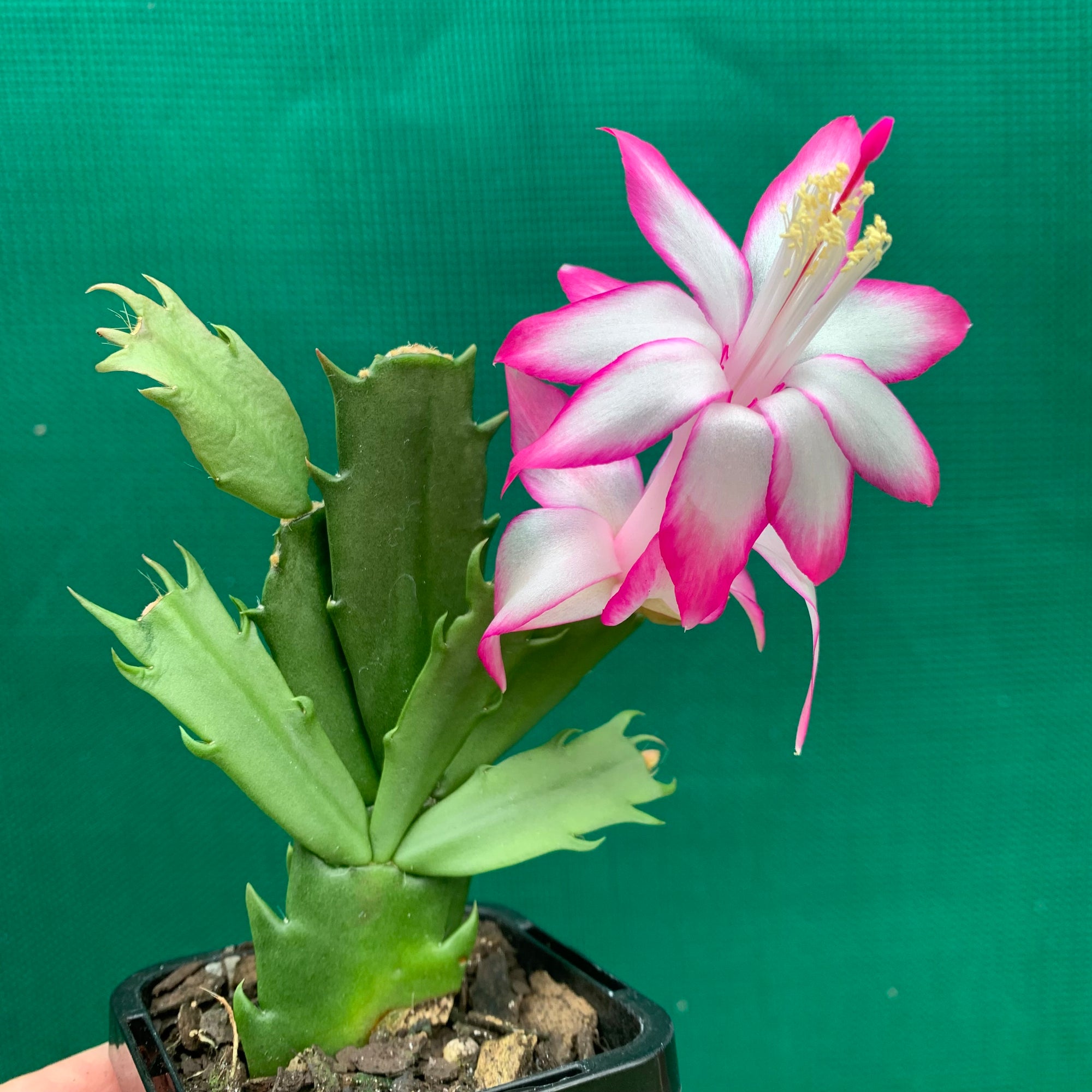 Zygocactus Butterfly