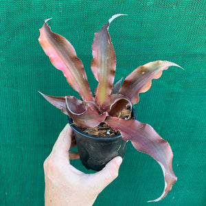 Cryptanthus - Don Garrison
