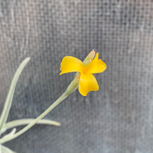 Tillandsia - crocata ‘Large Form, Orange Flower’ (Fragrant) NEW