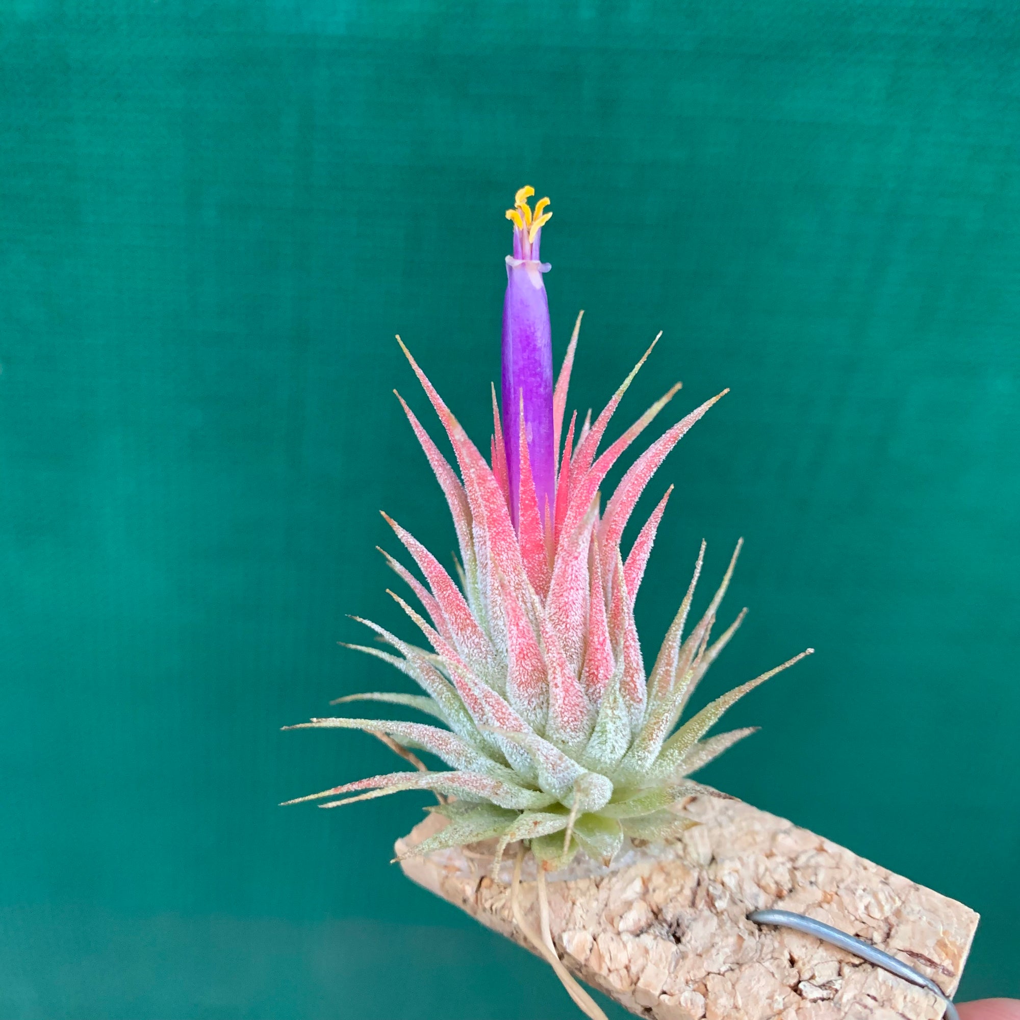 イオナンタ ハセルナスTillandsia Ionantha Haselnuss Tillandsia - ionantha 'Haselnuss' ex. BH NEW - Air Plant Decor