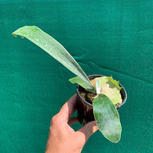 Platycerium - Vietchii Sunrays