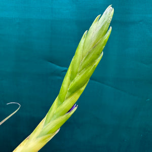 Tillandsia - aff rodrigueziana ‘Yellow’ ex. Richter