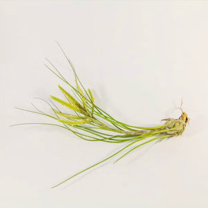 Tillandsia - disticha ‘Green’ ex. OM (Fragrant)