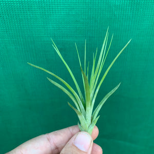 Tillandsia - Repton ex. PT