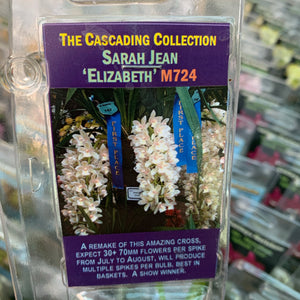 Orchid - Cascading Sarah Jean ‘Elizabeth M724’