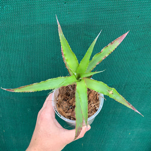 Cryptanthus - Ruby Ryde