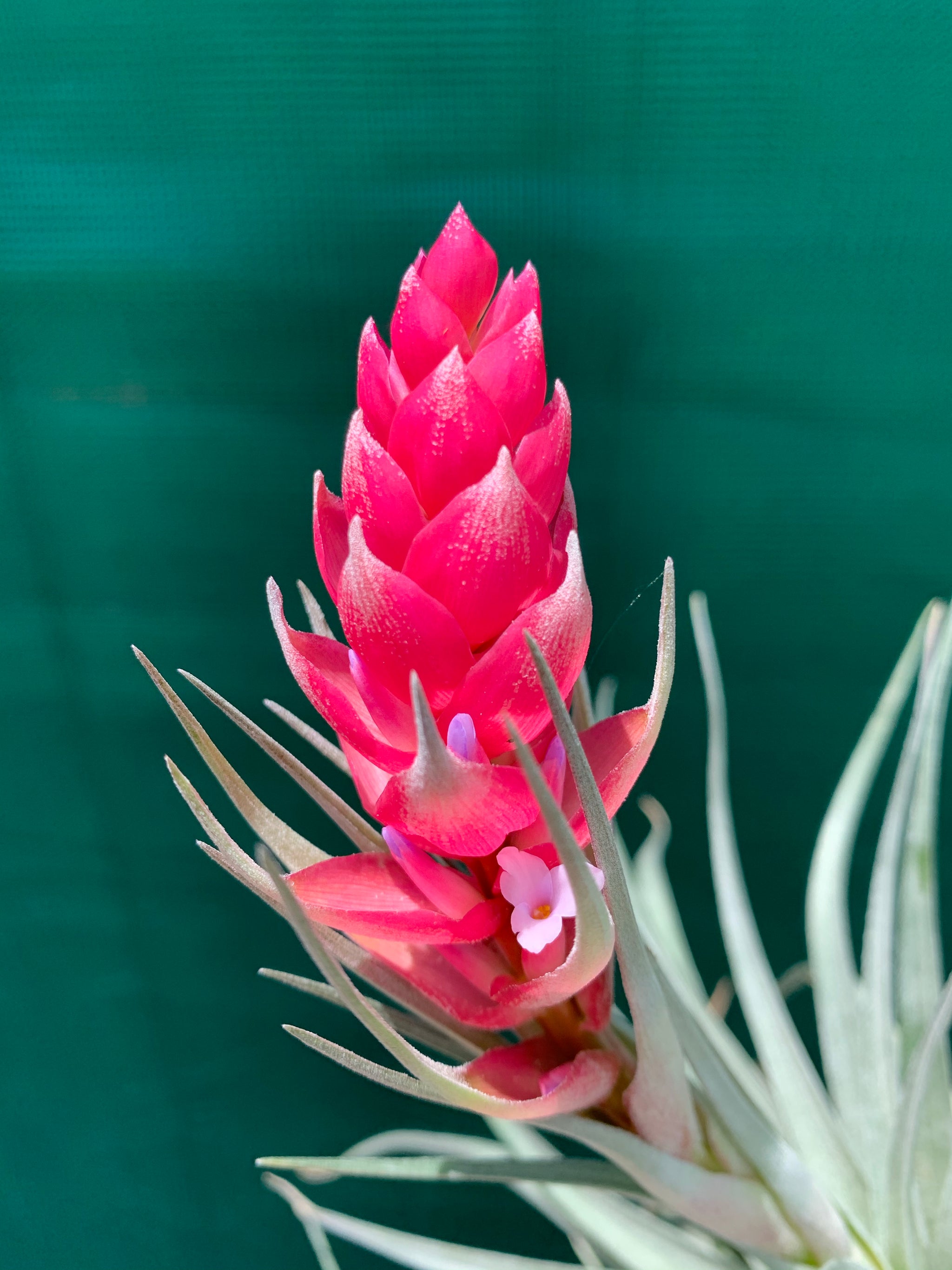 houston dark pink air plant Tillandsia - Houston