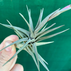 Tillandsia - Aeranthos Small Purple ex. Germany