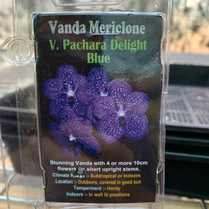 Orchid - Vanda Mericlone ‘V. Pachara Delight Blue’