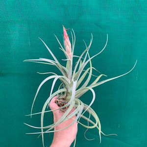 Tillandsia - x correalei ex. PT NEW