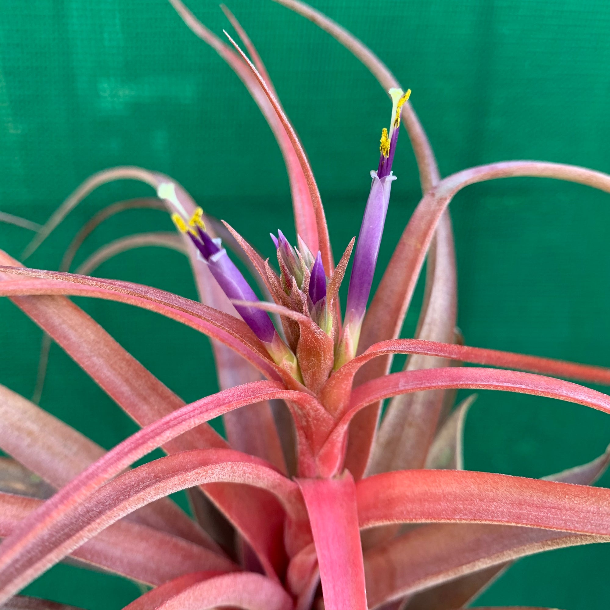 Tillandsia 'Love Knot' 大株 image_0a76a283-eb80-4684-b7ed-