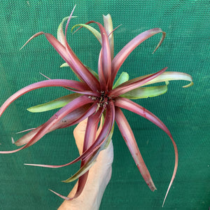 Tillandsia - Abdita Mexico ex PT