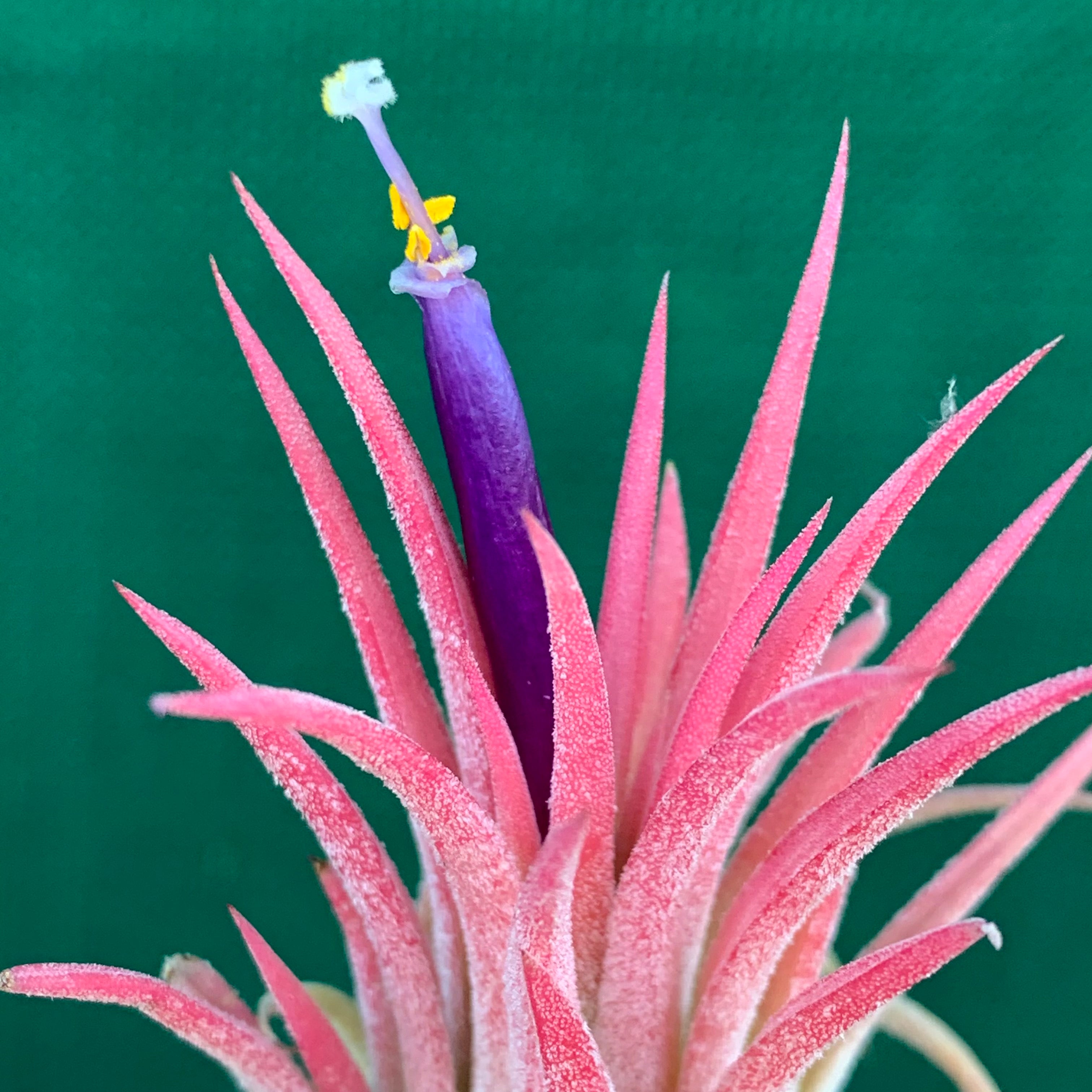 air plant turning pink Tillandsia