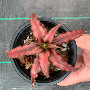Cryptanthus - Corrine