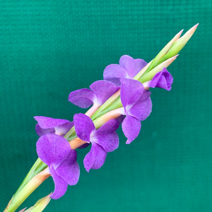 Tillandsia - arhiza ex. UWE (Fragrant)