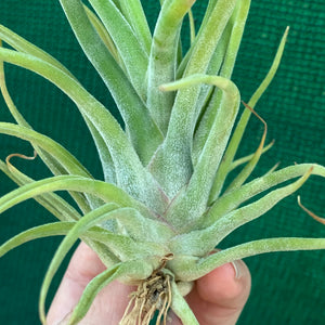 Tillandsia - Twisted Medusa ex. CC