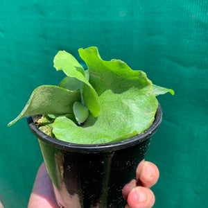 Platycerium - Foongsiqi