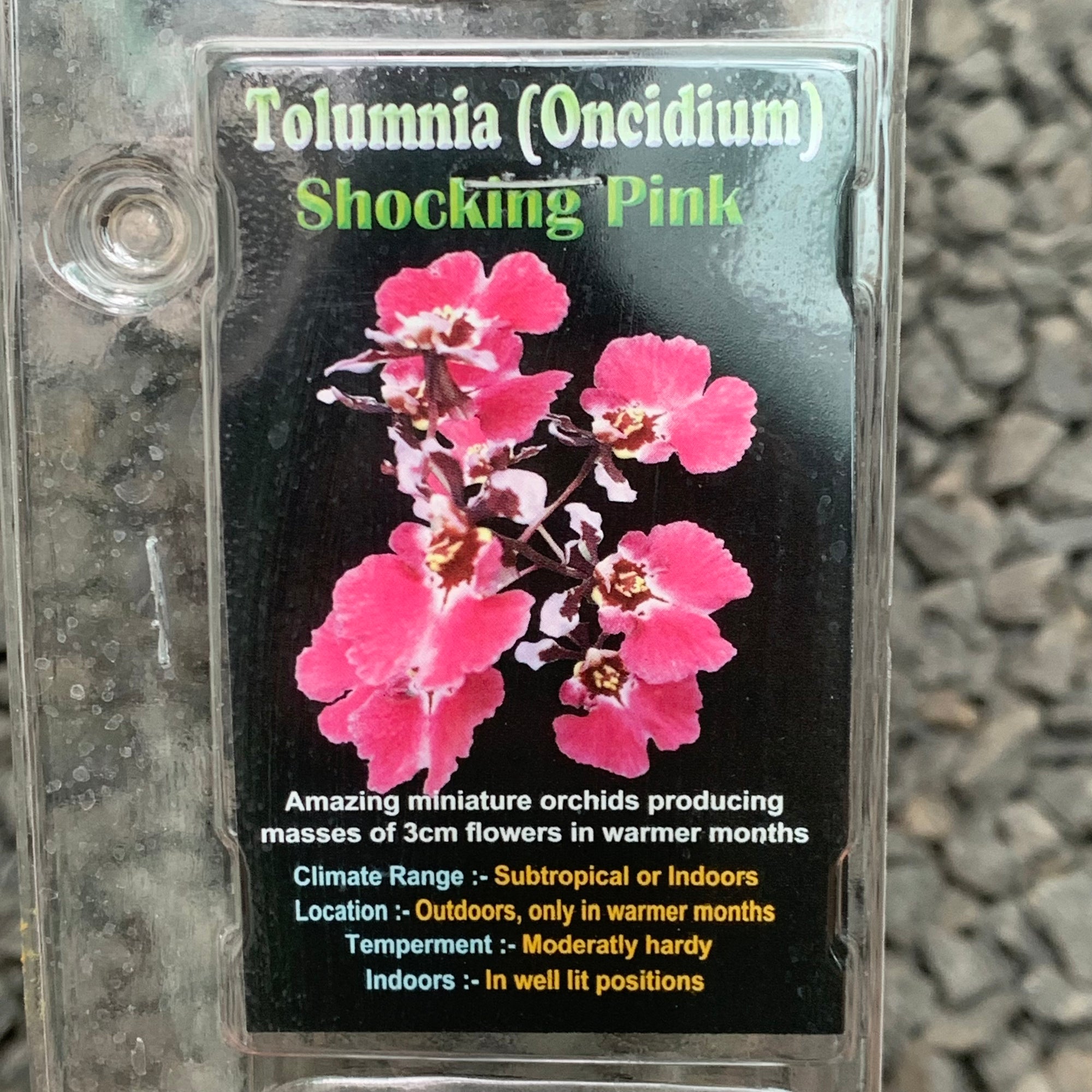 Orchid - Tolumnia (Oncidium) Shocking Pink
