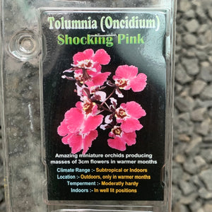 Orchid - Tolumnia (Oncidium) Shocking Pink