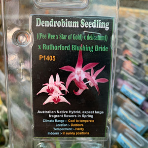 Orchid - Dendrobium Seedling ‘x Ruthorford Blushing Bride’